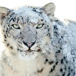 15 Years of Mac OS X Snow Leopard: A Milestone in Apple's History