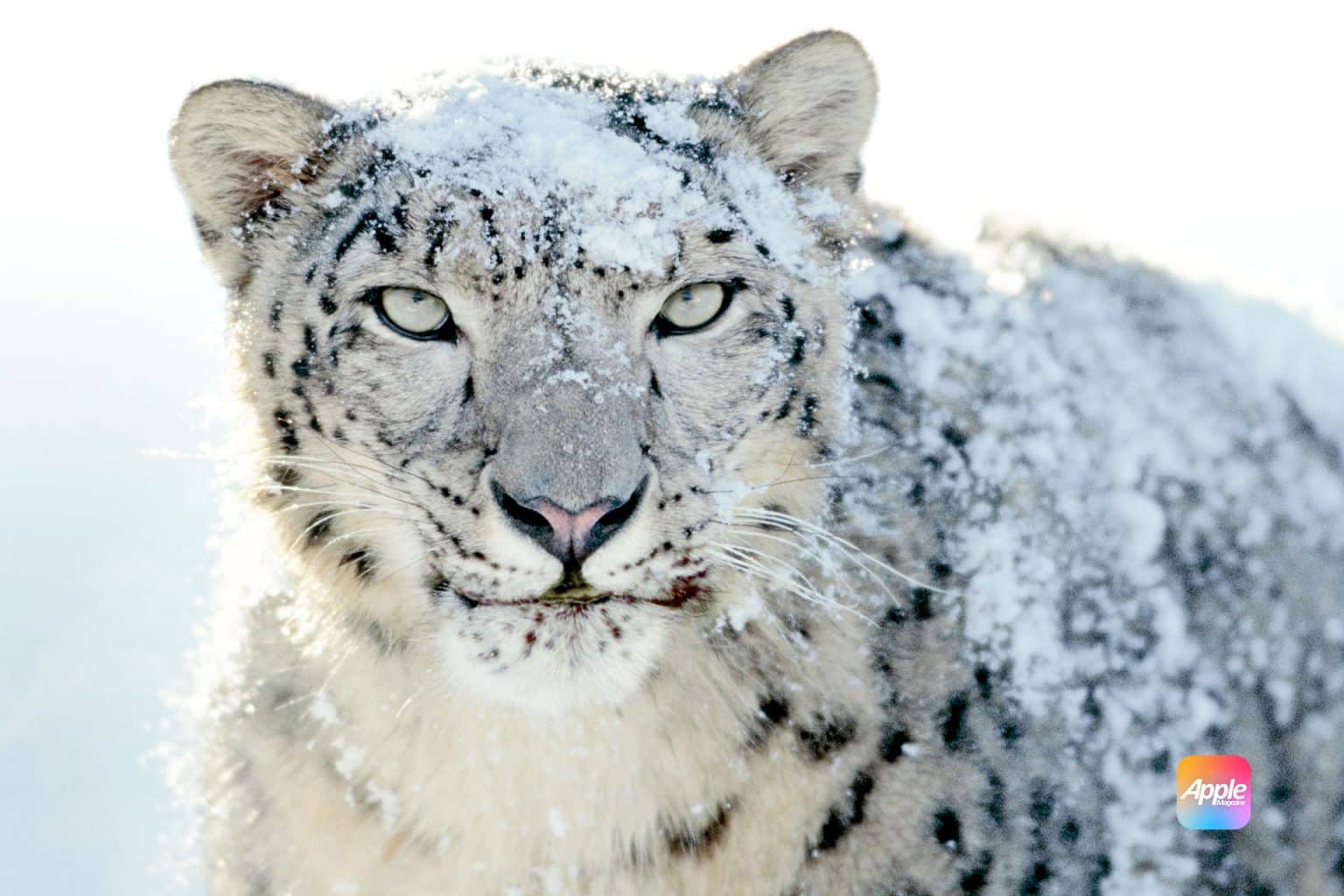 Reflecting On 15 Years Of Mac OS X Snow Leopard: A Milestone In Apple's ...