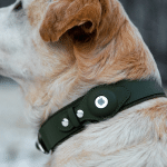 A close-up of a light brown and white dog wearing a dark green collar with an Apple AirTag pet tracking device attached, outdoors with a blurred background.