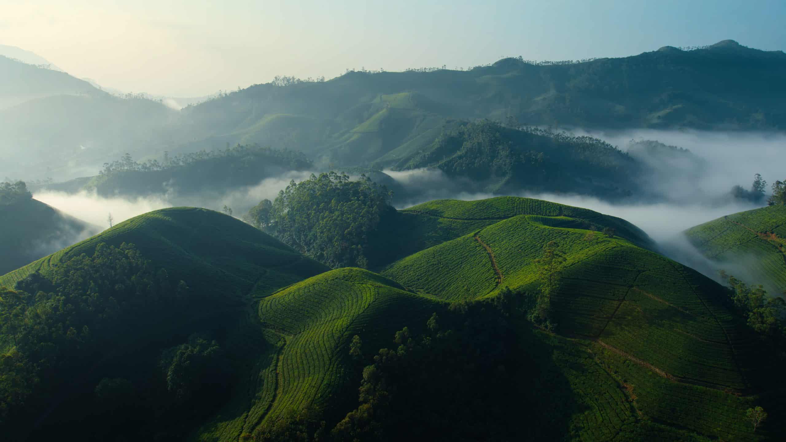 Rolling green hills covered in tea plantations stretch into the distance, with mist settling in the valleys and soft sunlight illuminating the landscape—an inspiring view perfect for a tvOS 26 scenic screensaver.