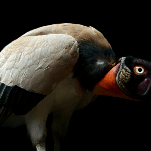 A king vulture with striking orange, yellow, and black head and beak, white and gray wings, and dark eyes stands against a black background, its vivid colors impressing both the human eye and the sharpest camera sensor.