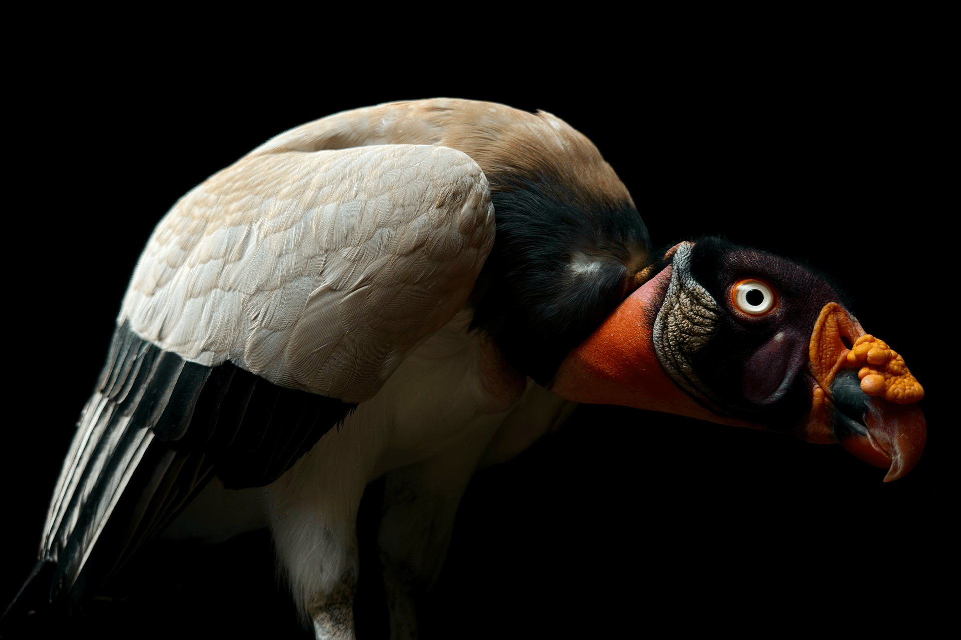 A king vulture with striking orange, yellow, and black head and beak, white and gray wings, and dark eyes stands against a black background, its vivid colors impressing both the human eye and the sharpest camera sensor.