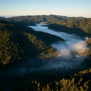 Aerial view of a forested mountain landscape with low-lying fog filling the valleys, illuminated by soft early morning sunlight—a stunning scene highlighting the importance of California redwood project efforts to protect redwood forests.