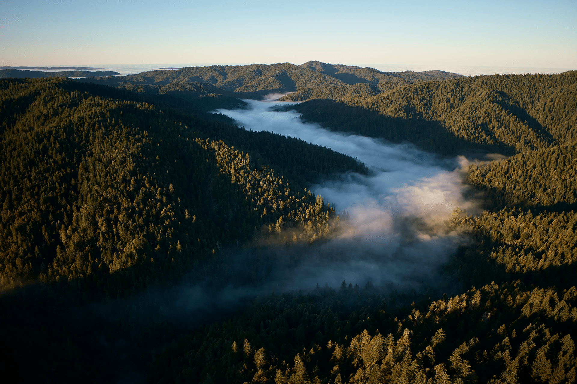 Aerial view of a forested mountain landscape with low-lying fog filling the valleys, illuminated by soft early morning sunlight—a stunning scene highlighting the importance of California redwood project efforts to protect redwood forests.