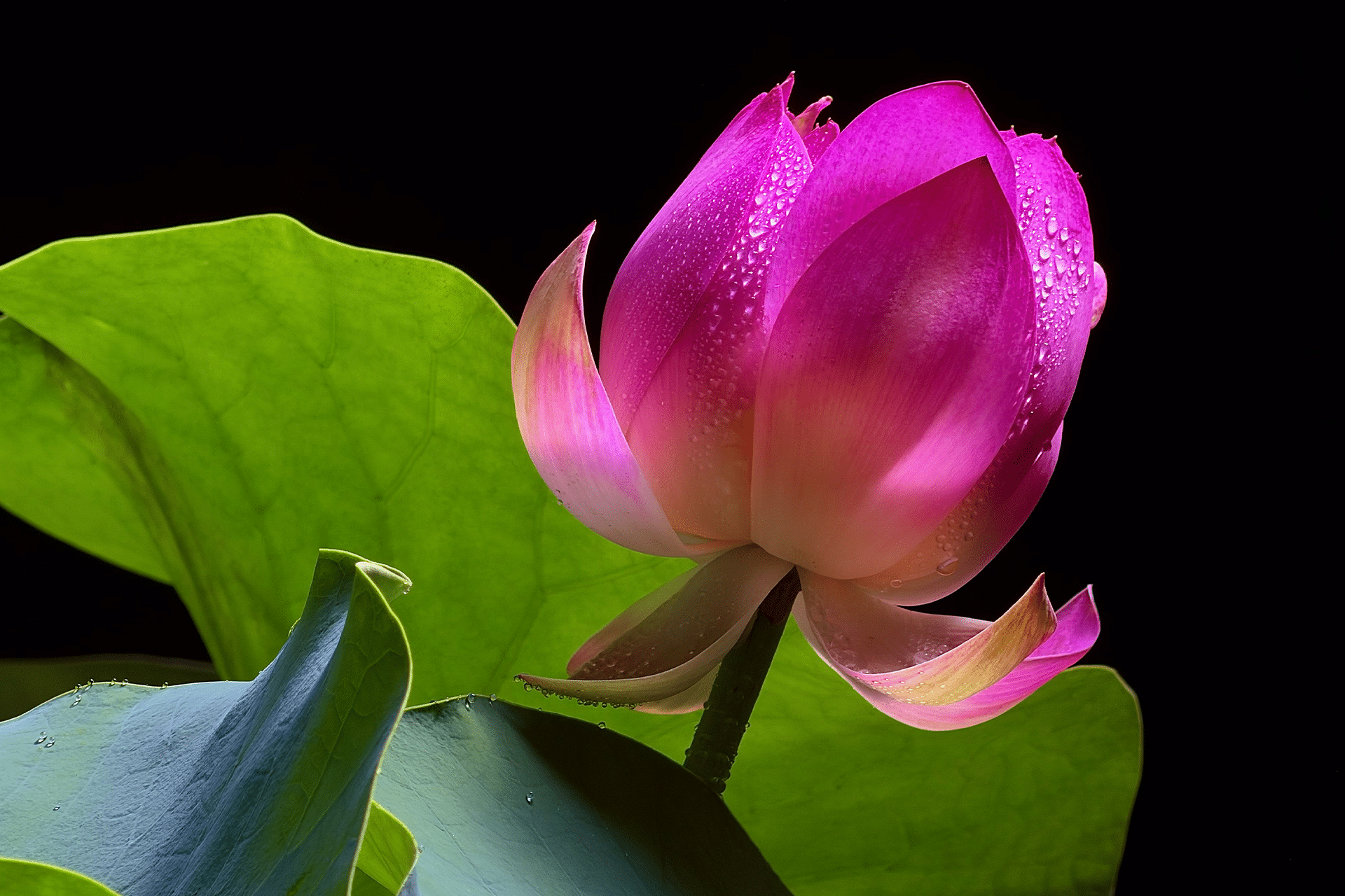 A close-up of a vibrant pink lotus flower with water droplets on its petals, captured using the iPhone 17 Pro camera system, set against large green leaves and a black background.