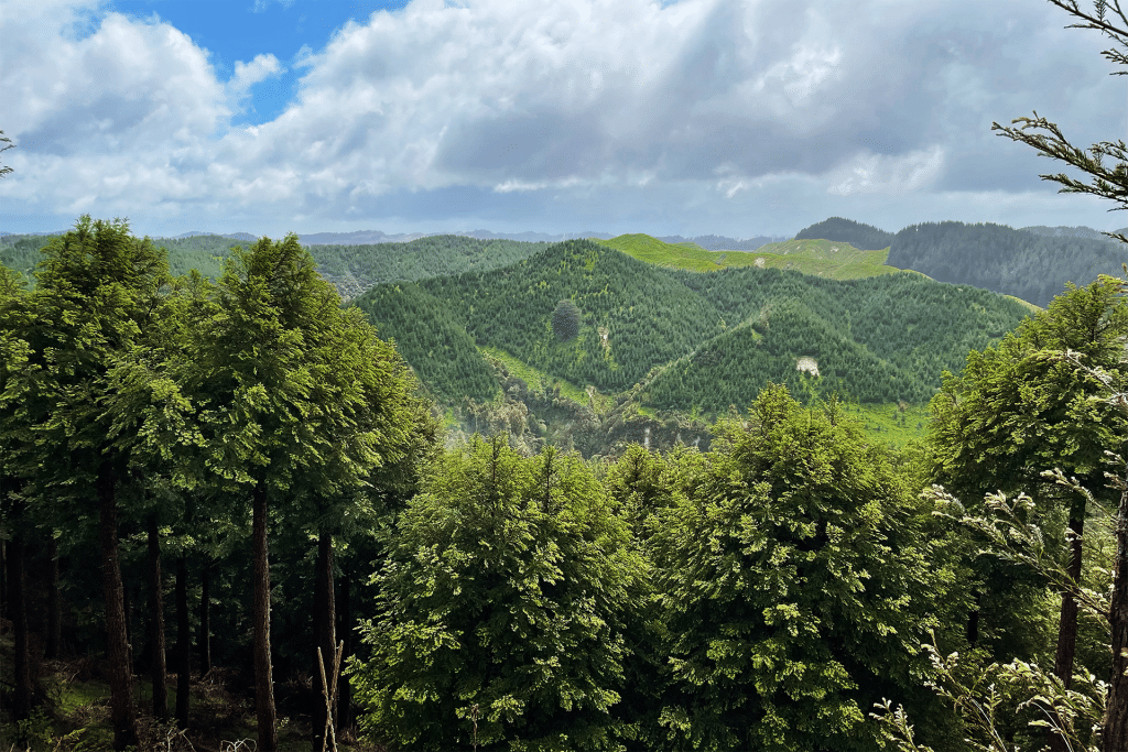 A lush, green forest stretches across rolling hills under a partly cloudy sky, with tall evergreen trees in the foreground and hints of Australian solar energy initiatives powering remote areas beyond the wooded hills fading into the distance.