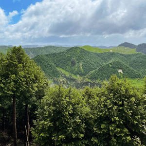 A lush, green forest stretches across rolling hills under a partly cloudy sky, with tall evergreen trees in the foreground and hints of Australian solar energy initiatives powering remote areas beyond the wooded hills fading into the distance.