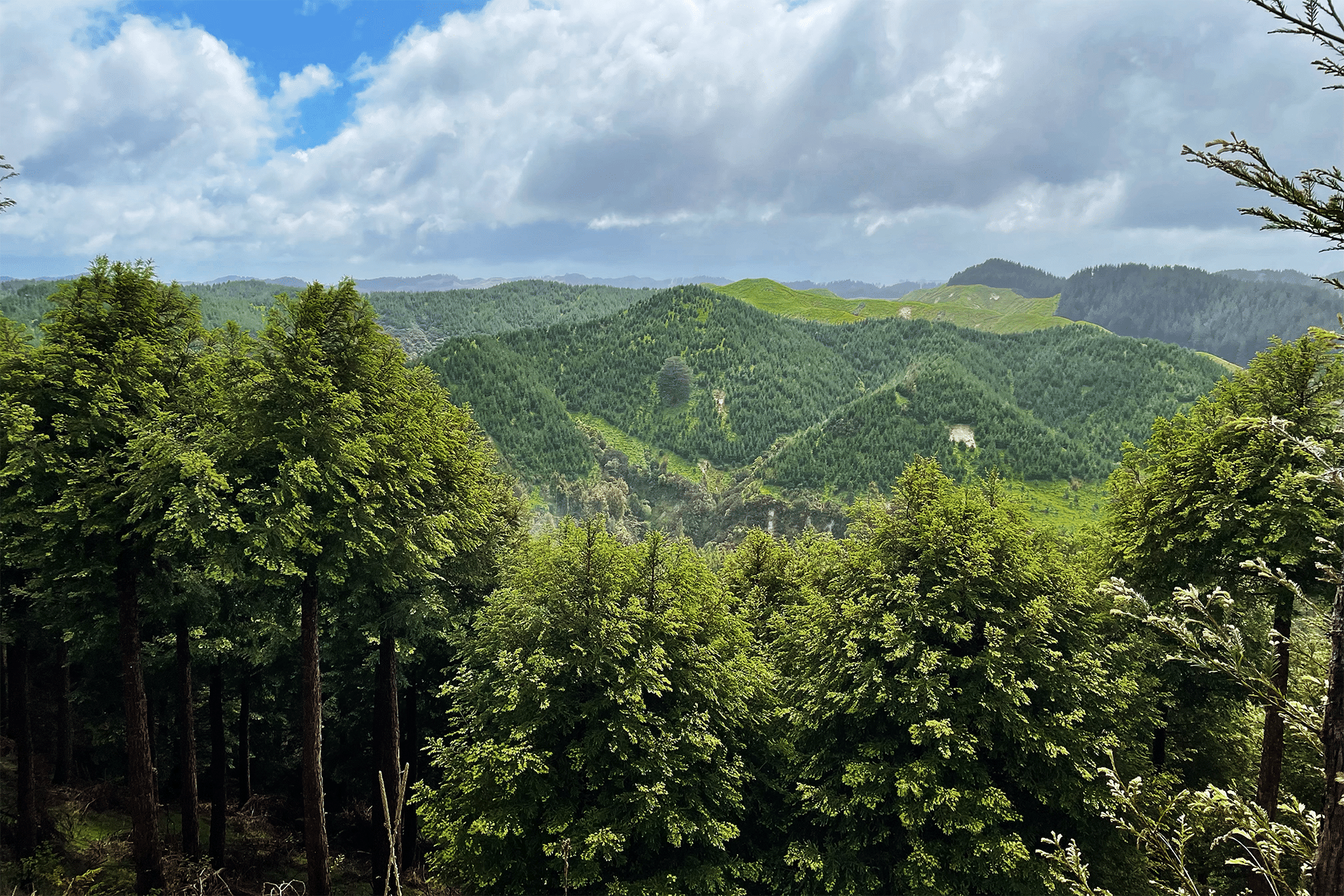 A lush, green forest stretches across rolling hills under a partly cloudy sky, with tall evergreen trees in the foreground and hints of Australian solar energy initiatives powering remote areas beyond the wooded hills fading into the distance.