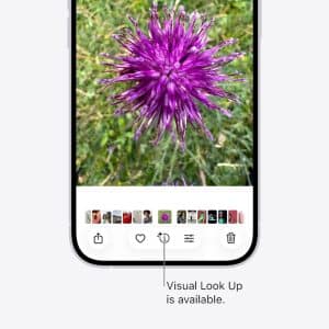 A close-up of a purple flower displayed on a smartphone screen, highlighting the "Visual Look Up is available" icon at the bottom of the image editing interface.