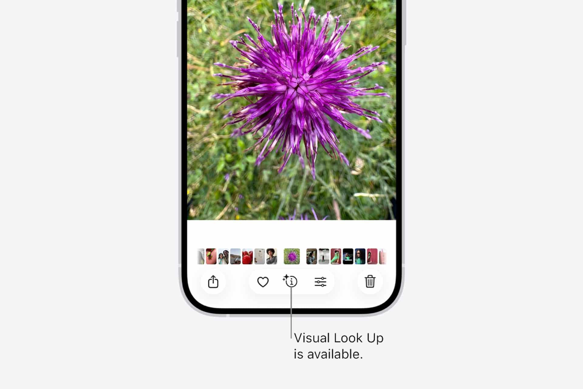 A close-up of a purple flower displayed on a smartphone screen, highlighting the "Visual Look Up is available" icon at the bottom of the image editing interface.