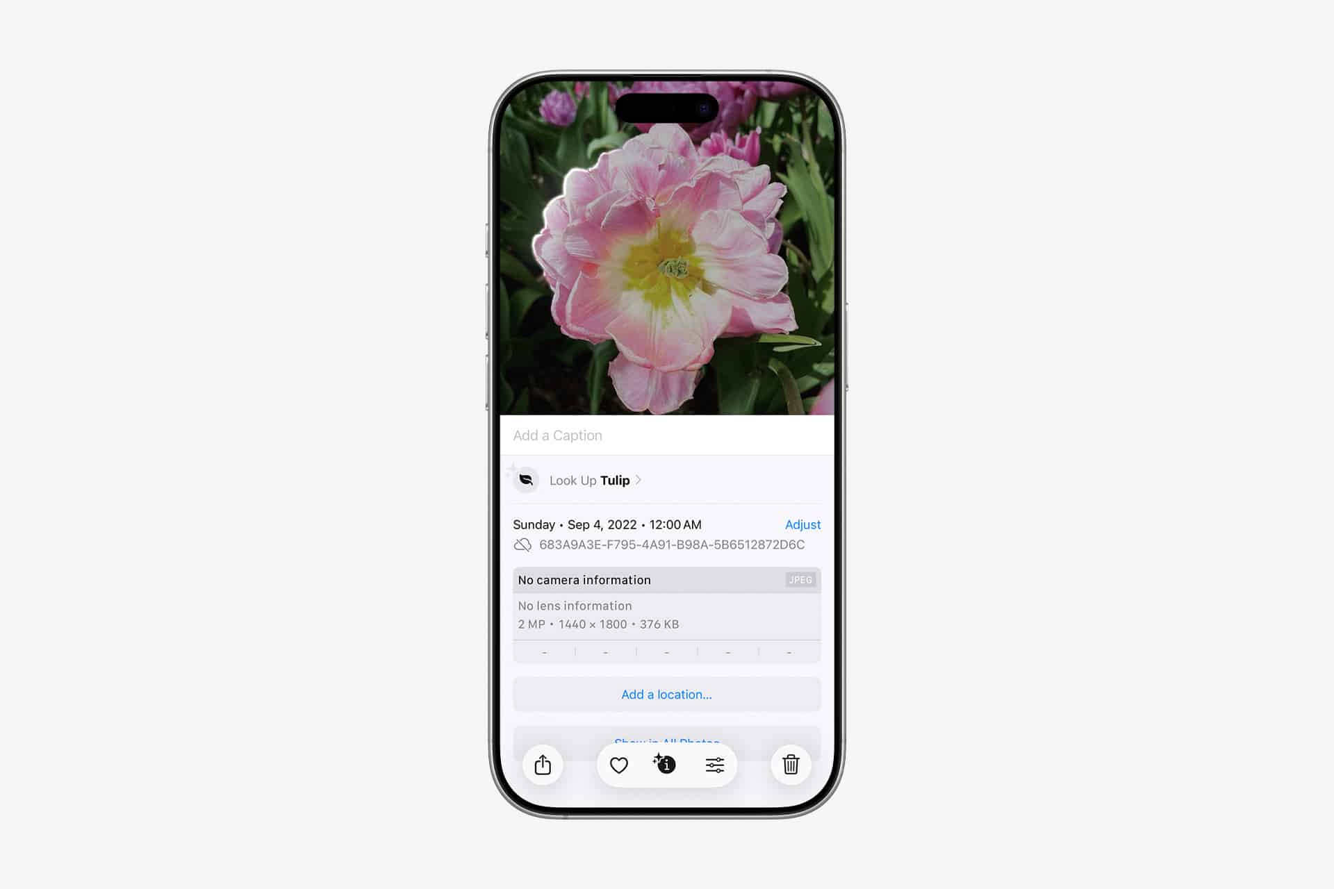 A smartphone screen displays a photo of a pink tulip with green leaves in the background. The photo information panel is open, showing details like the date, time, Visual Look Up options, and an option to add a caption or location.