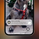 A phone screen displays an Apple Wallet Orders notification about a YETI order shipping, arriving Thursday, June 9. In the background, a dog wearing a red harness with skull patterns is partially visible.