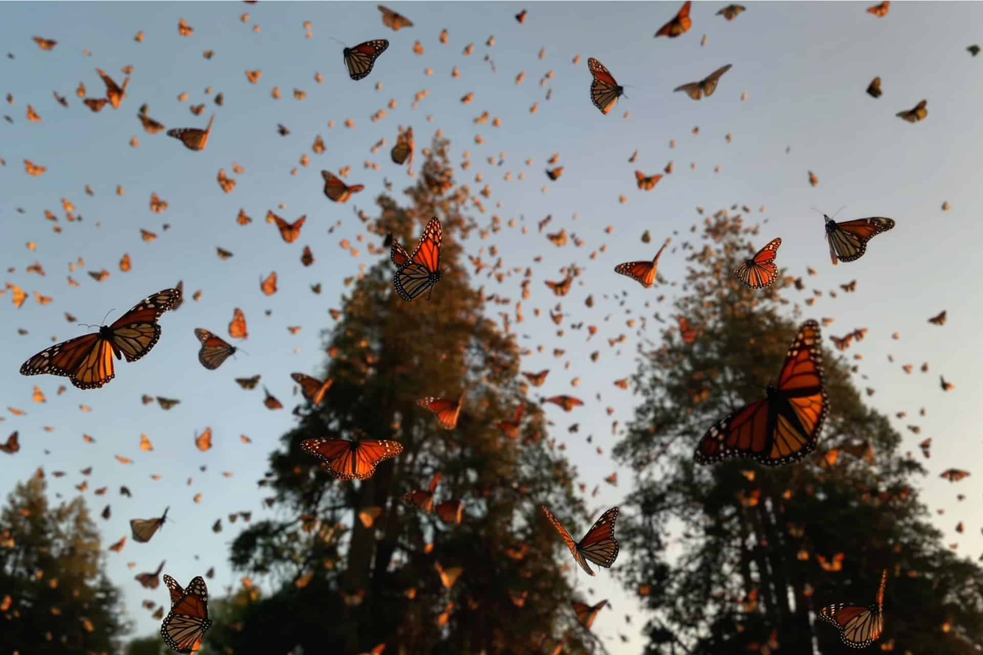 Hundreds of orange and black monarch butterflies fill the sky at sunset above tall evergreens—a vibrant scene in nature, now easy to enhance with iOS 27 AI photo editing in your Photos app.