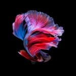 A vibrant betta fish with flowing red, blue, and purple fins swims against a solid black background—its delicate, colorful fin movements reminiscent of the brilliant display quality found in Apple OLED screens on the latest OLED iMac.