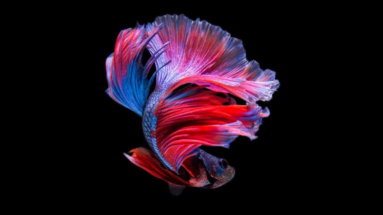 A vibrant betta fish with flowing red, blue, and purple fins swims against a solid black background—its delicate, colorful fin movements reminiscent of the brilliant display quality found in Apple OLED screens on the latest OLED iMac.