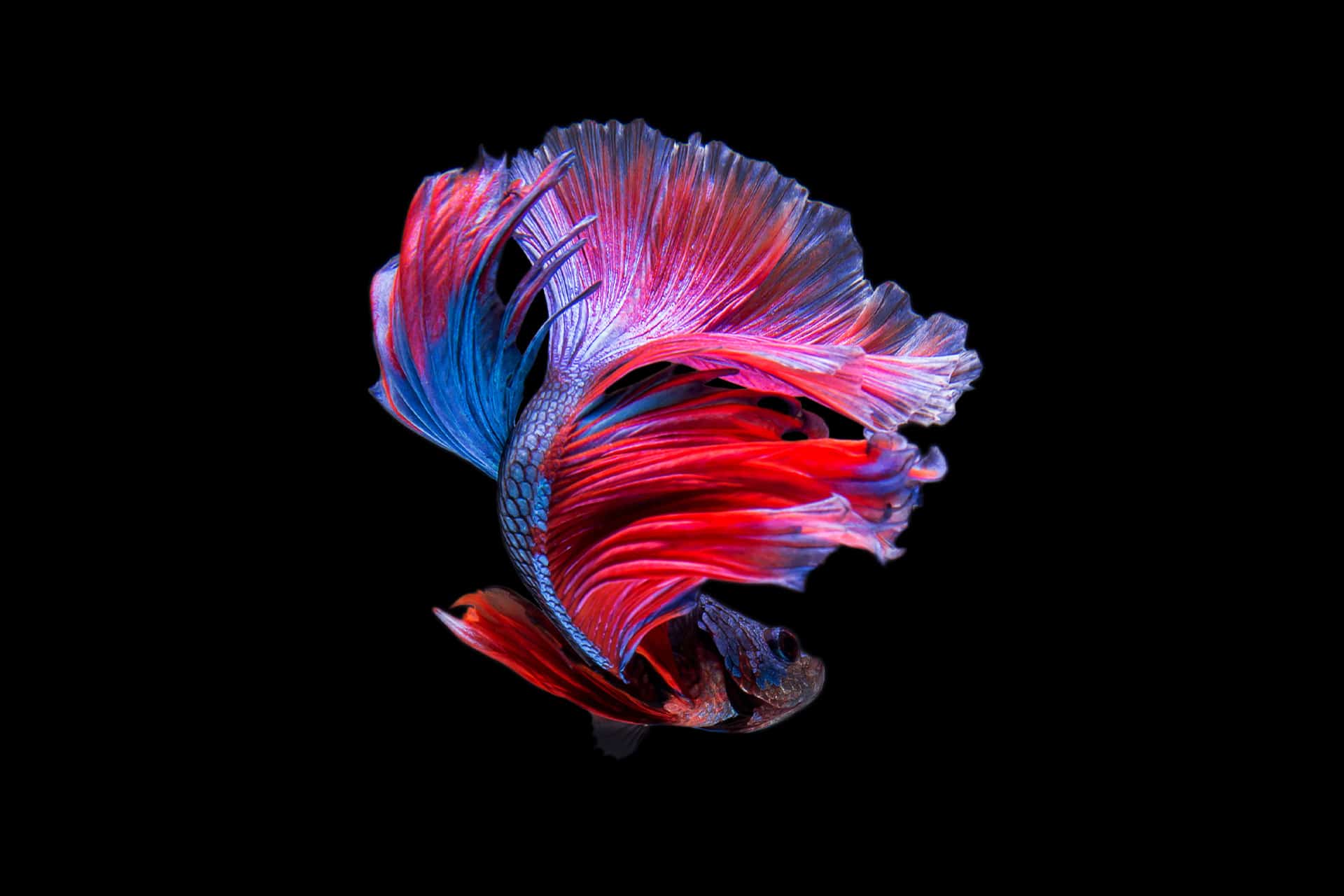 A vibrant betta fish with flowing red, blue, and purple fins swims against a solid black background—its delicate, colorful fin movements reminiscent of the brilliant display quality found in Apple OLED screens on the latest OLED iMac.